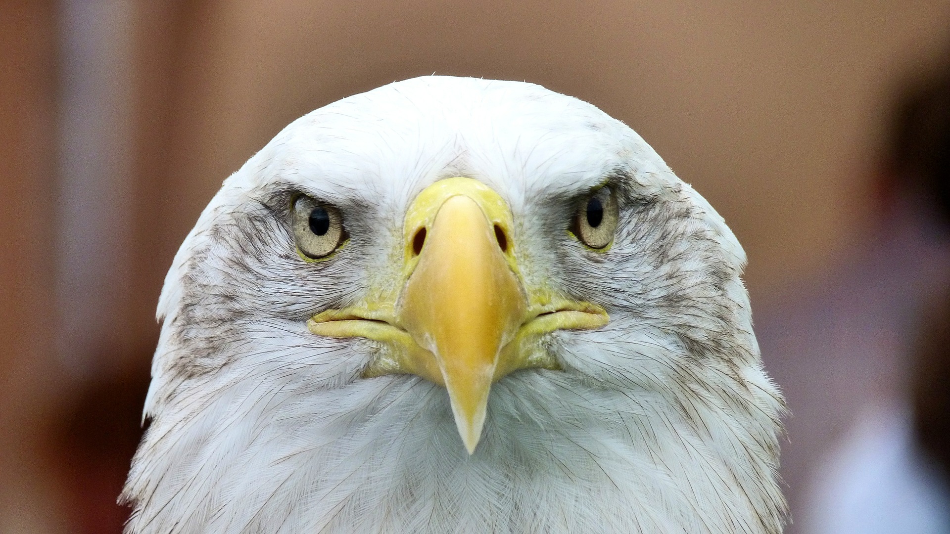 white-tailed-eagle-416795_1920.jpg