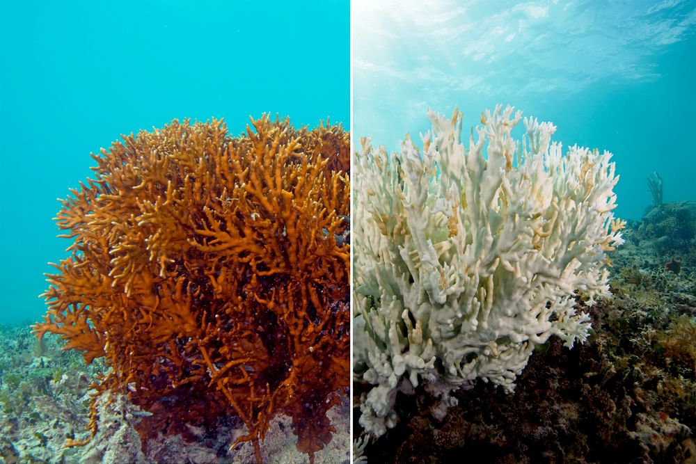 coral-bleaching-7.jpg