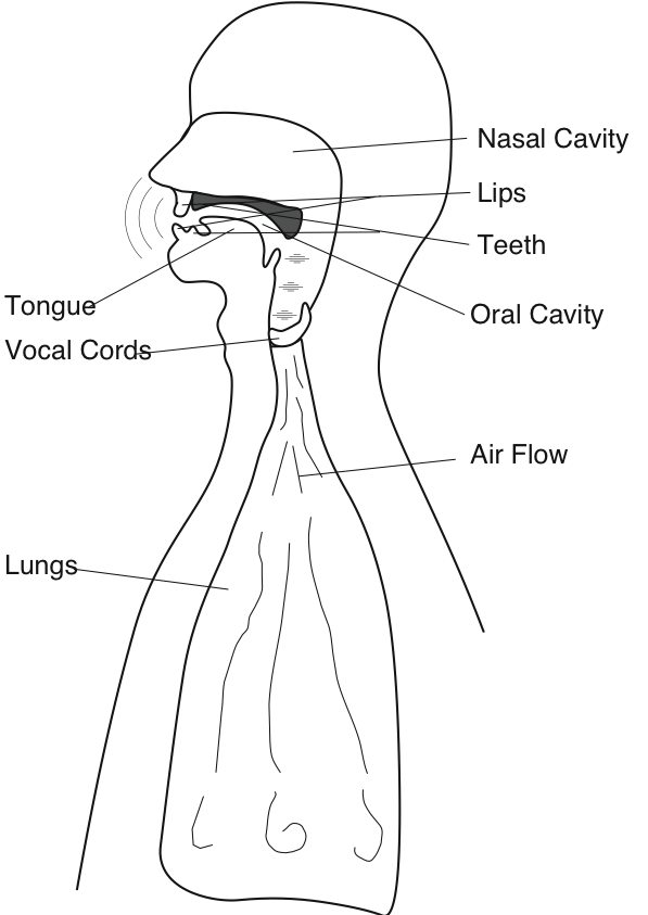 vocaltract.png