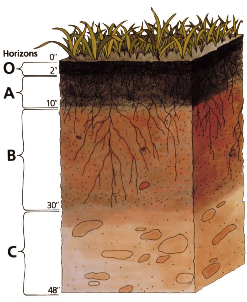 A diagram of a soil pedon depicting O, A, B, and C horizons.
