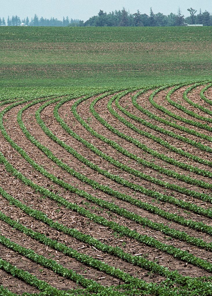 A soybean field with rows of soybeans planted along the contour of a hillslope.