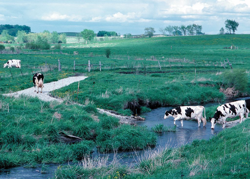Cows cross a stream over a gravel-lined crossing