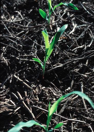 Corn seedlings emerging through existing crop residue in a no-till field.
