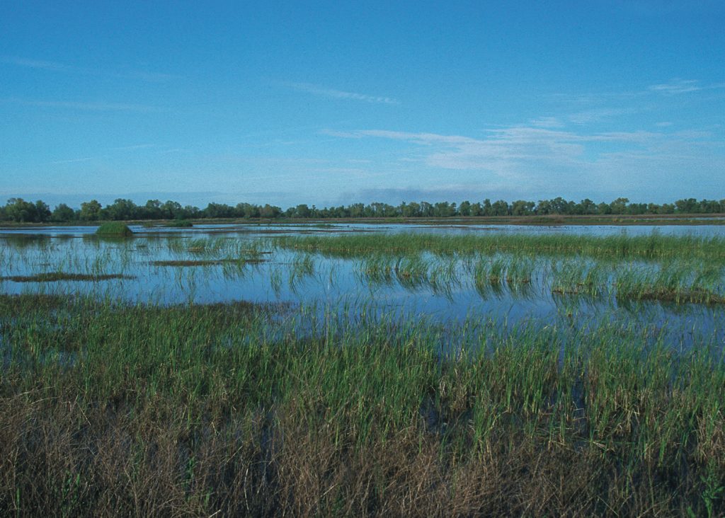 A wetland.