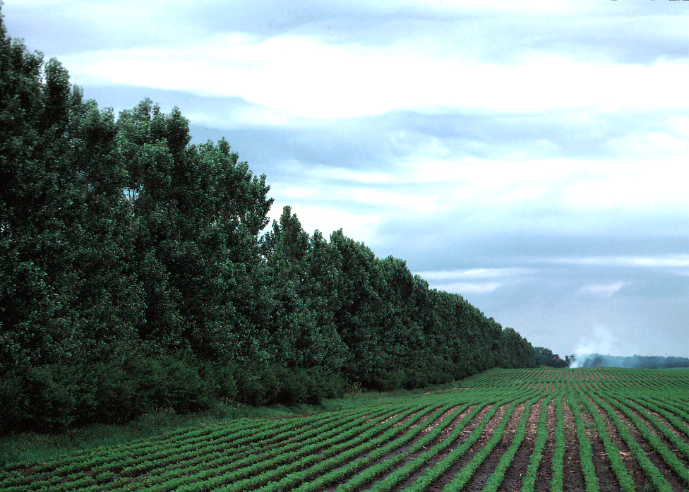 A windbreak of trees in a row along the edge of a row crop field.