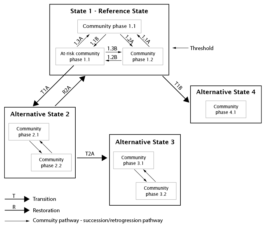 An example of a generic state and transition model