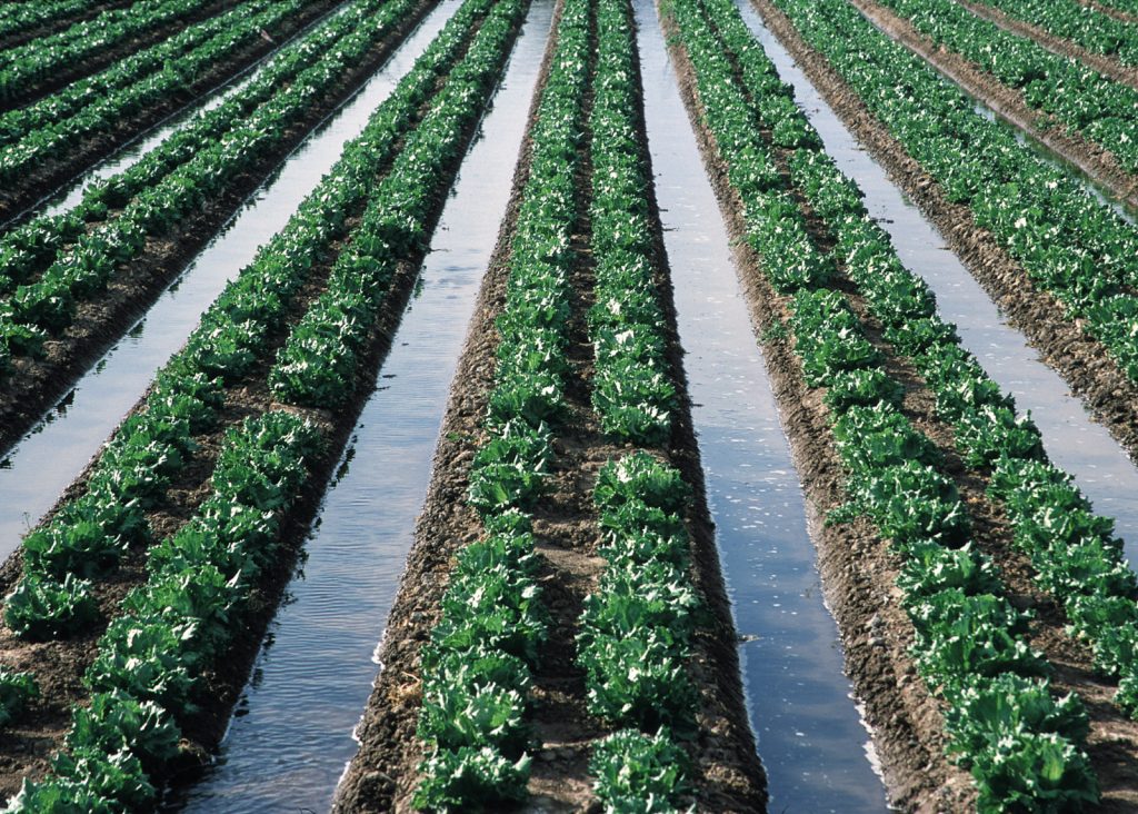 A lettuce field with flooded furrows during irrigation