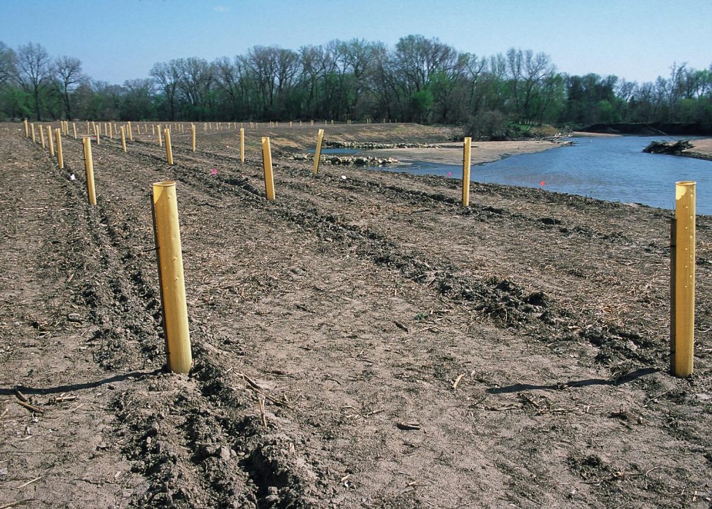 Trees planted and protected in tree tubes on a recently restored riparian buffer strip.