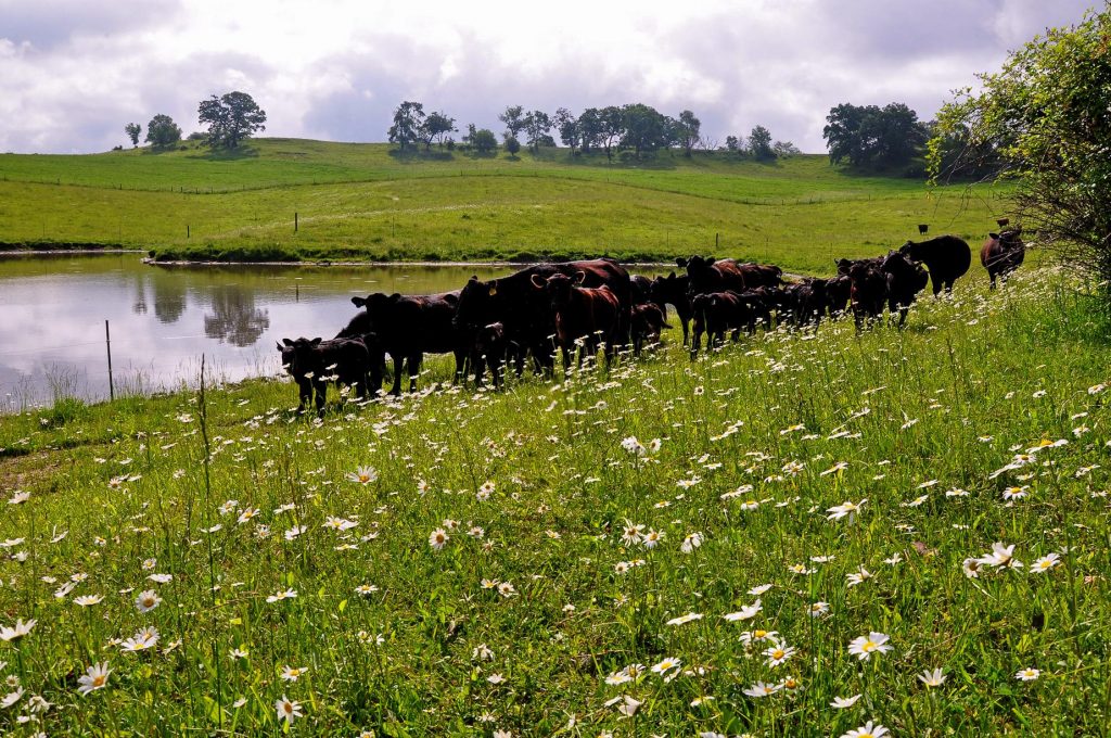 Cattle grazing in a pasture next to a pond