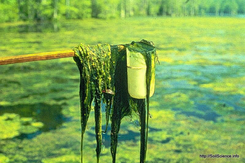 Algae from a farm pond