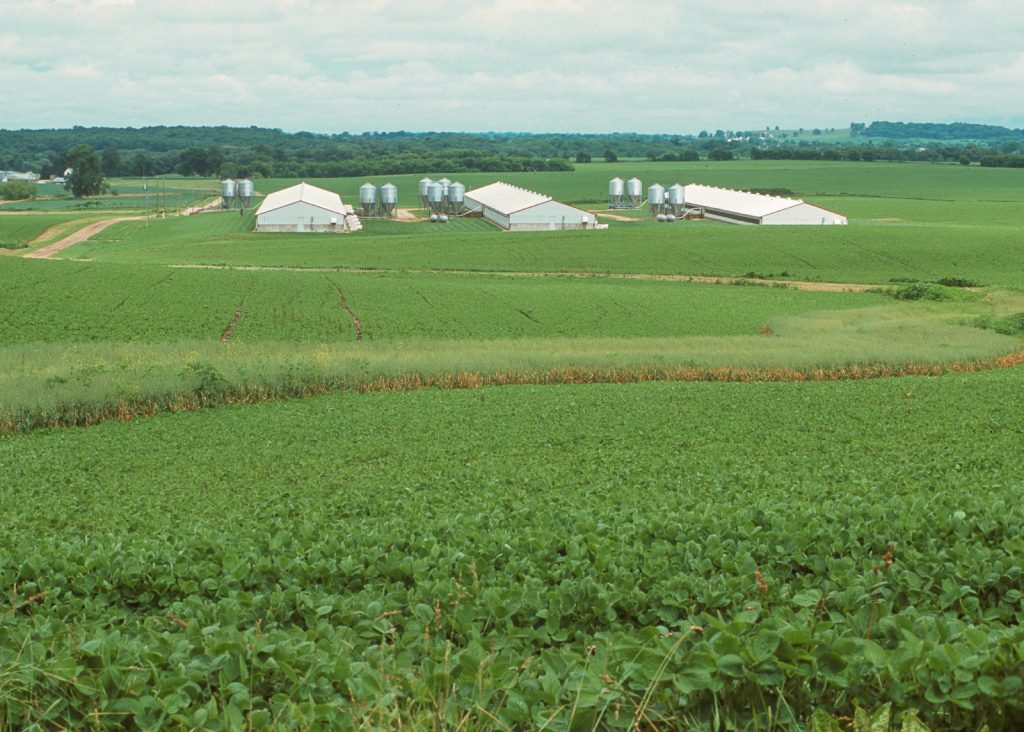 Three hog confinement buildings surrounded by green fields