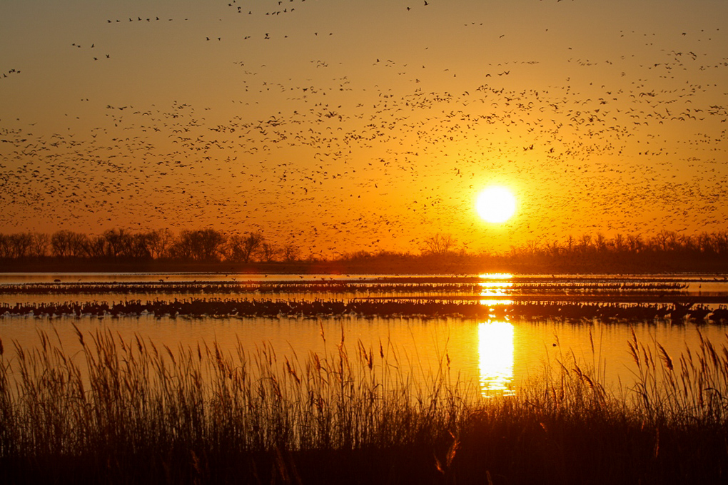 A sunrise over a wetland with waterfowl flying in the sky.