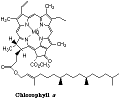 chlorophyll.gif