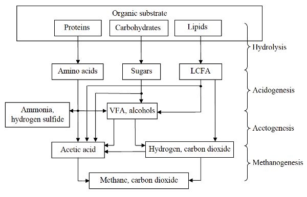 A flow chart outlining the steps of anaerobic digestion for proteins, carbohydrates, and lipids.