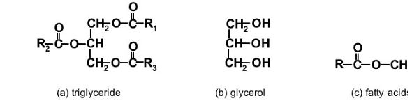 The chemical structures of triglycerides, glycerol, and fatty acids.