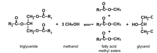 The change in the chemical structures of triglycerides with methanol to form fatty acid methyl esters.