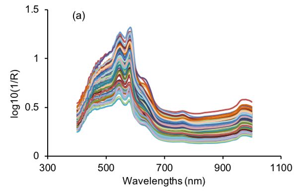 Un gráfico lineal de las variaciones en los espectros de infrarrojo cercano original y visible de muestras de carne adulterada con carne de pollo.