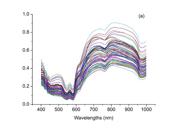 Un gráfico de líneas que muestra los espectros de carne cruda correspondientes a diferentes niveles de adulteración.