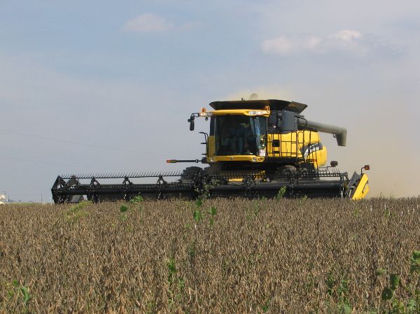 A grain combine with a grain table header attached to the front in a soybean field.