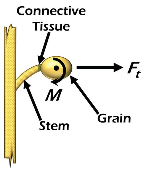Grain attached to a stem that has tensile force pulling or stretching the grain and bending force bending the grain.