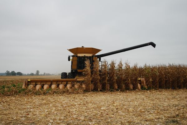 A combine with a row-crop header in a cornfield. The fingers of the header are going in between the rows of dead cornstalks.