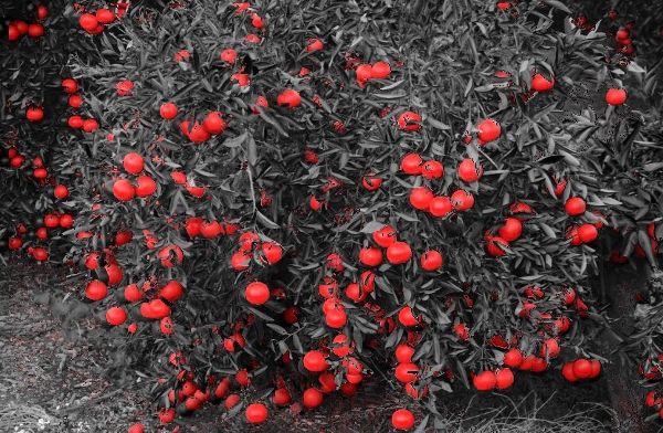 Clusters of neon red-orange mandarin oranges on a citrus tree with the branches and leaves colored to be black and white.