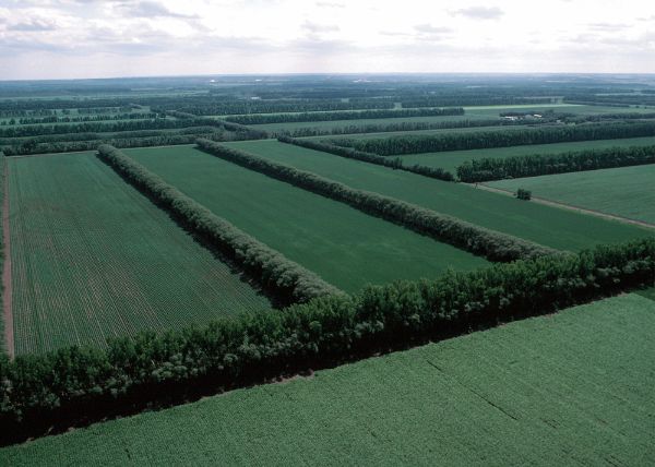 An aerial view of a field divided almost evenly by straight rows of trees.