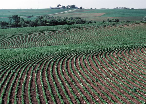 An aerial view of a field with contoured rows of plants.