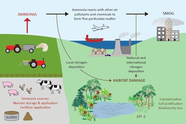 Un diagrama de flujo que muestra las emisiones de amoníaco comenzando con las actividades agrícolas y extendiéndose para causar impactos ambientales.
