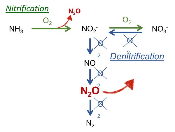 Un diagrama de flujo que muestra las reacciones que conducen a las emisiones de óxido nitroso.
