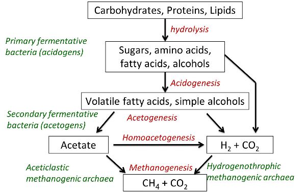 Un diagrama de flujo del proceso y los microorganismos involucrados en la conversión de carbohidratos, proteínas y lípidos en metano.