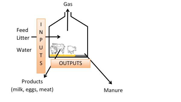 Un diagrama del enfoque de balance de masas calculado en n casa ganadera utilizando los insumos, que son la hojarasca de alimentación y agua, y las salidas, que son estiércol y los productos leche, huevos y carne.