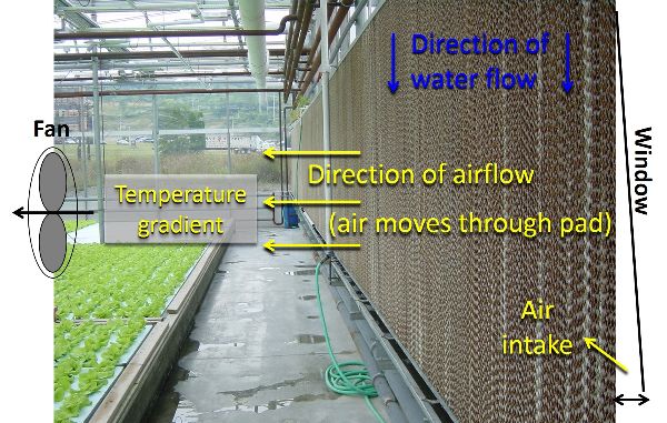 A greenhouse wall with an evaporative cooling pad.