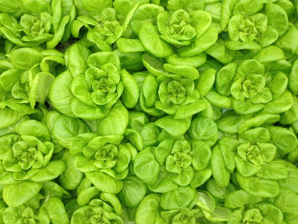 A healthy-looking lettuce plant with no brown areas or tipburn.