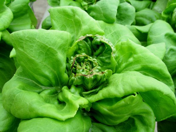 A lettuce plant with the inside leaves browned and shriveled on the edges from tipburn.
