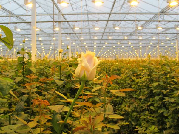 Una rosa rodeada de otras plantas en un invernadero iluminado por accesorios circulares de sodio de alta presión en hileras a lo largo del techo.