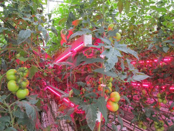 Tomato plants with rectangular rows of light-emitting diodes fixed to sit within the plants themselves.