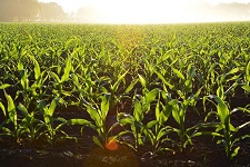 11: Economics of Biomass Production – Ethanol, Butanol, and Biodiesel