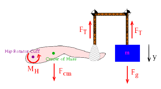 Image of the forces on the leg with a gravitational force going down at the mass, two tension forces for the pulley system eventually centering on the ankle of the leg, a center of mass force at the center of mass, and a moment rotating around the hip rotator cuff.  Coordinate system has y going the direction of gravity (down) for convenience. 