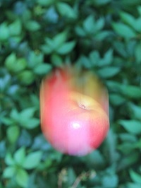 Una manzana que cae de un árbol, con un efecto borroso aplicado a la manzana para indicar el progreso de su caída.