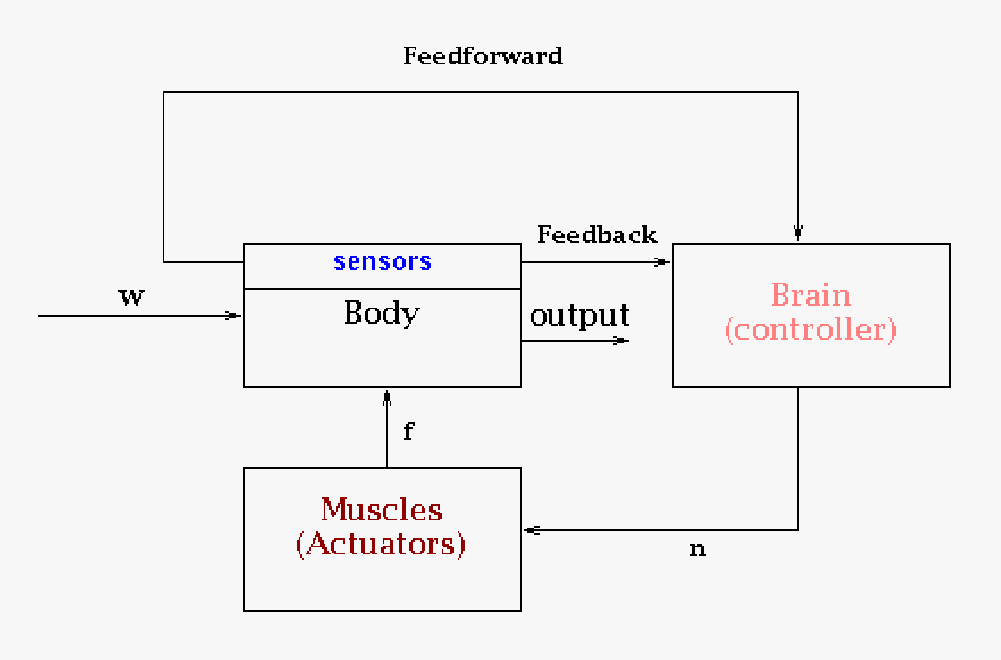 In this conceptual block diagram the body is a system of muscles and skeleton that represent our structure (this could equally well be a building), the control system that takes feedback from sensors is the brain and the brain through a neural network instructs the muscles (actuators) what to do. The main input is the wind, w, but within the block diagram there are also inputs of force, f, and neural net input, n.  The sensors for the eyes, muscles, ears, and skin. The eyes can predict wind coming our way and correct our body (by maybe leaning it into the wind) as a preparation. The eyes give us feedforward information which for the transfer function block diagram we will ignore (feedforward is complicated is generally avoided the same reason as extrapolation is avoided in science). For our feedback system we have the skin as a pressure sensor, the ears as a balance sensor, and the muscles are strain sensors. Feedback is crucial in designing a control system.