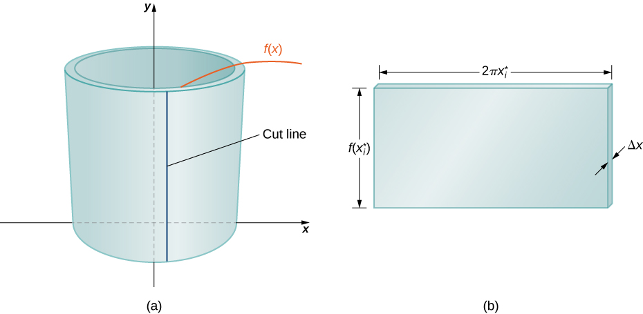 (a) Make a vertical cut in a representative shell. (b) Open the shell up to form a flat plate.