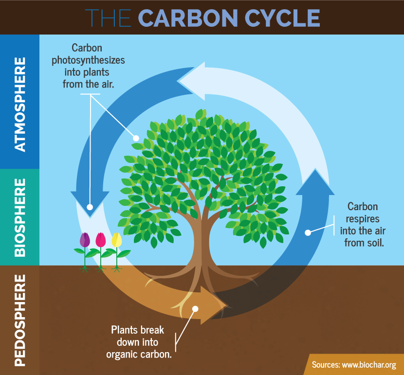 2: Climate and Carbon Cycle