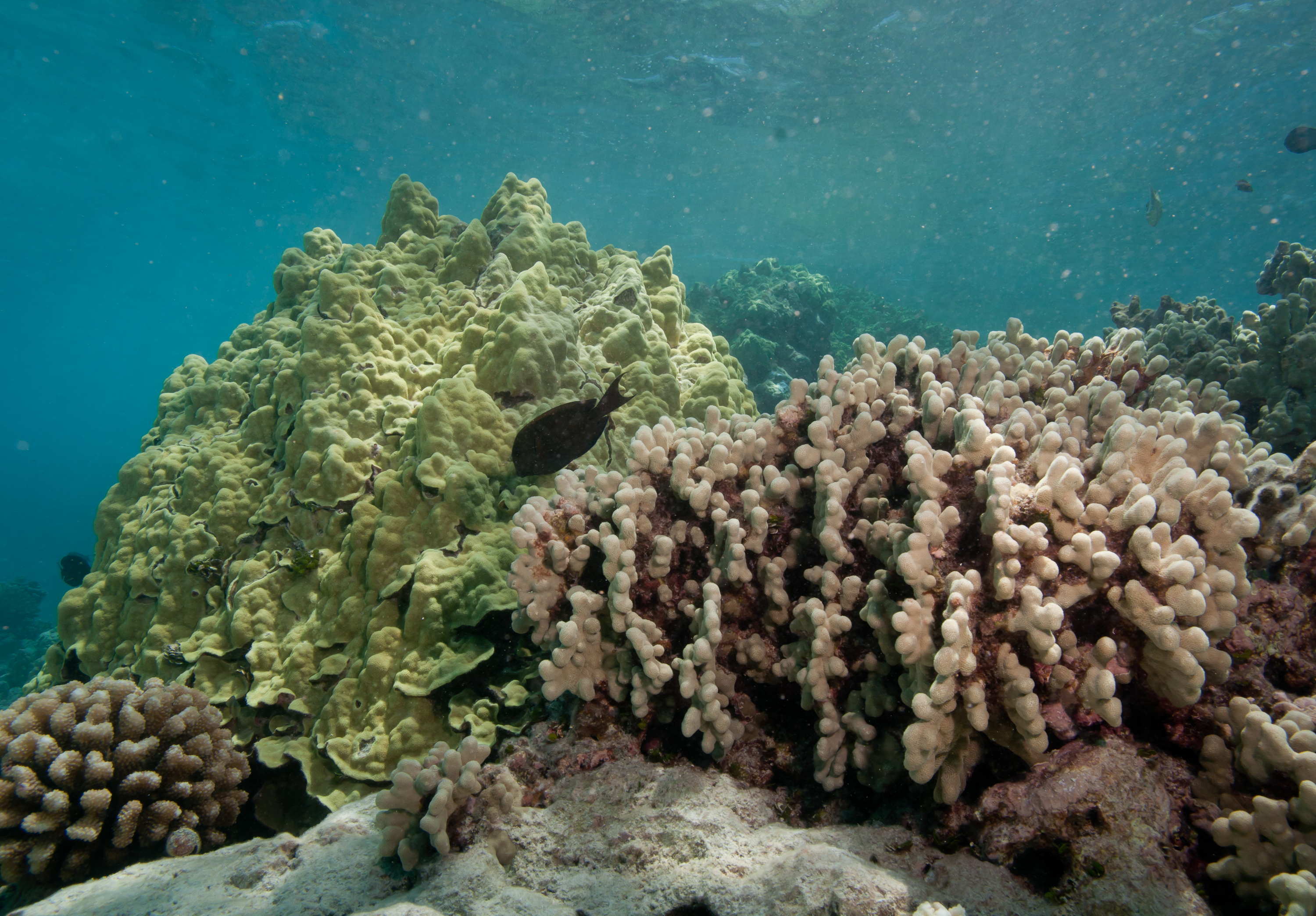 7: Coral Reefs and Diversity