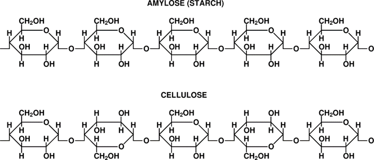 The difference between starch and cellulose. 