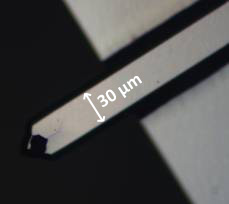 Optical microscopy image of a rectangular cantilever